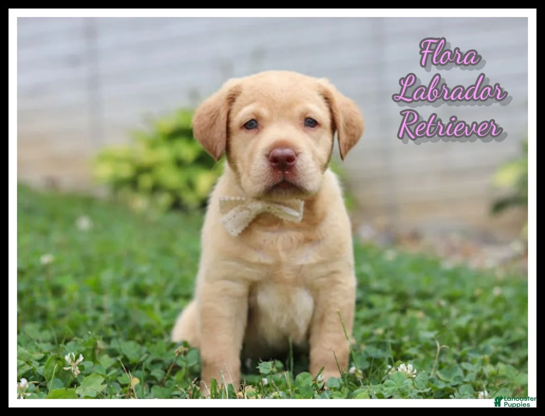 Labrador Retriever dogs for sale: Flora - Ad 1