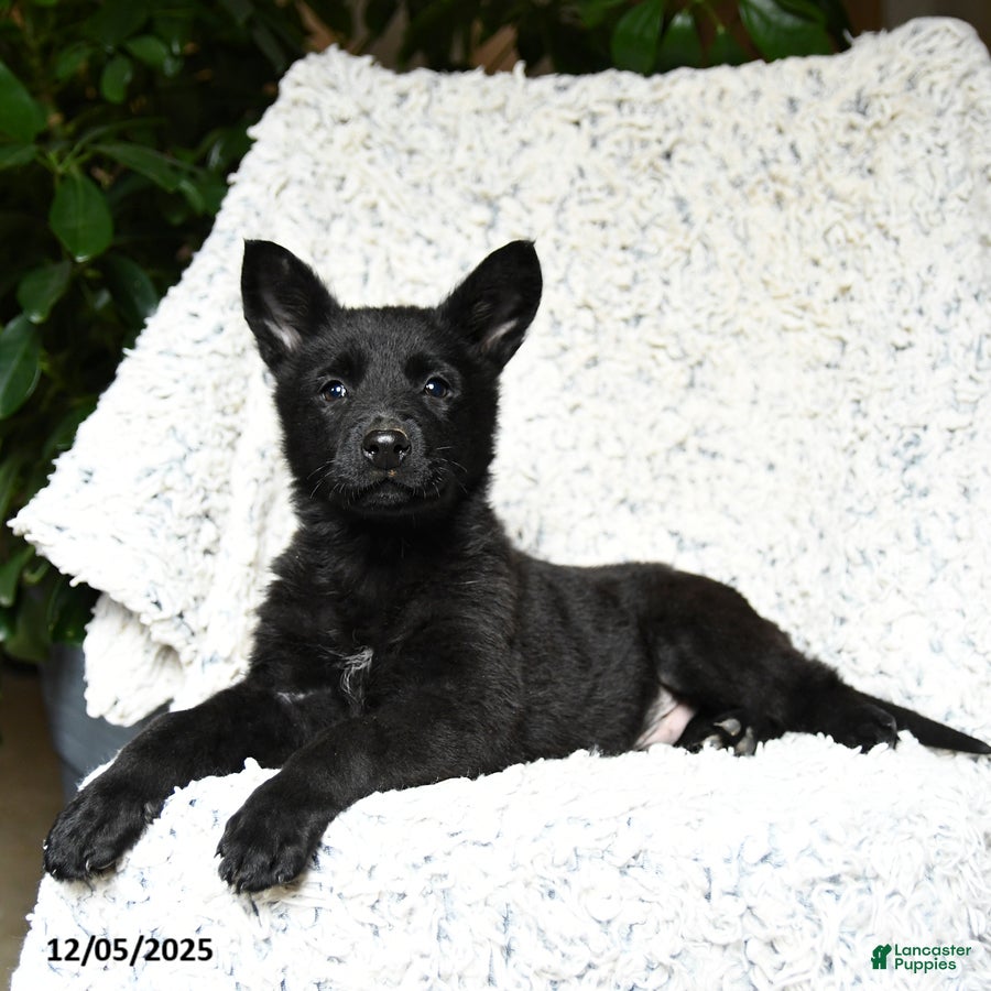 German Shepherd dogs Mike - Ad 1