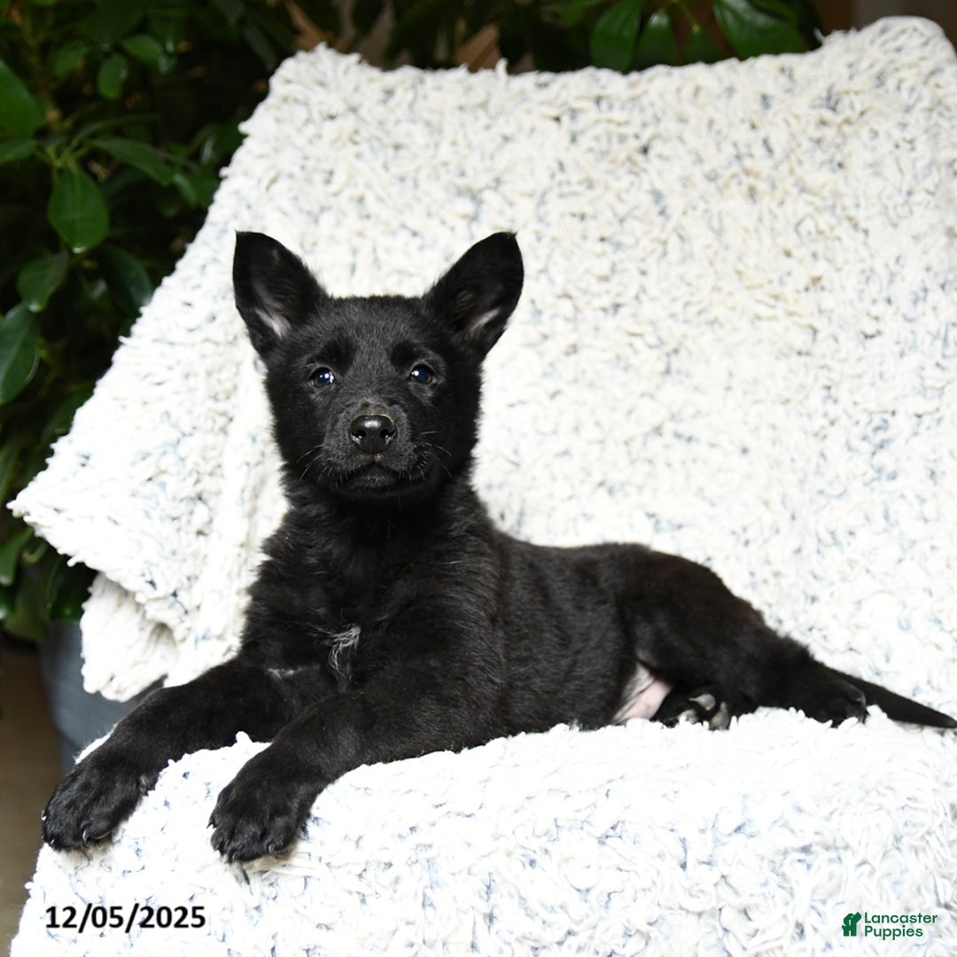 German Shepherd dogs for sale: Mike - Ad 1