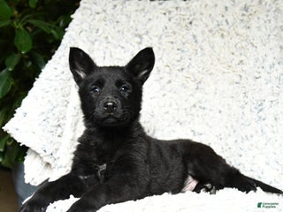 German Shepherd dogs Mike - Ad 6