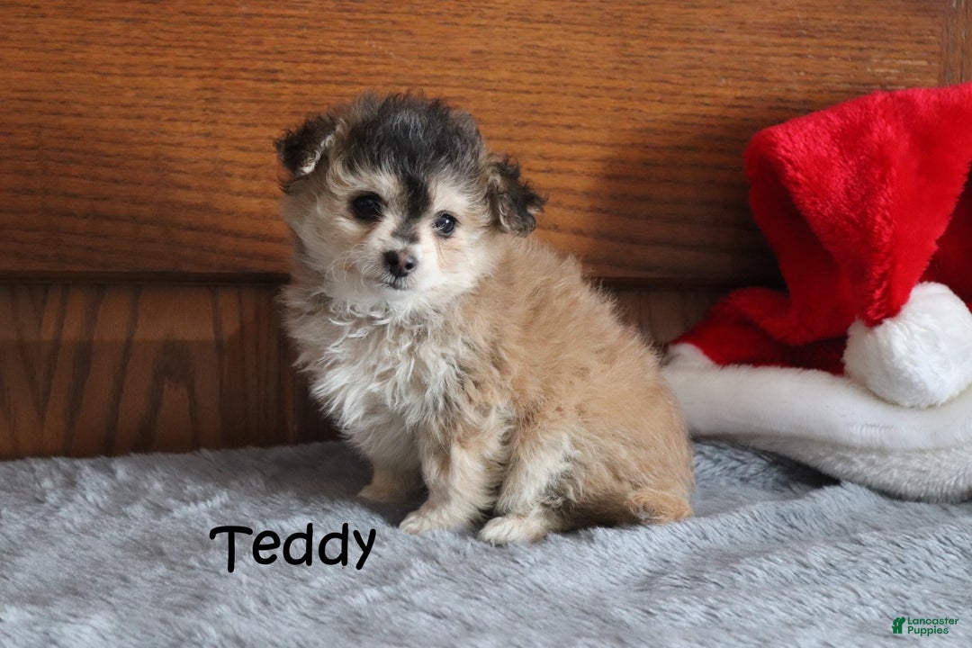 Miniature Poodle dogs for sale: Teddy - Ad 3
