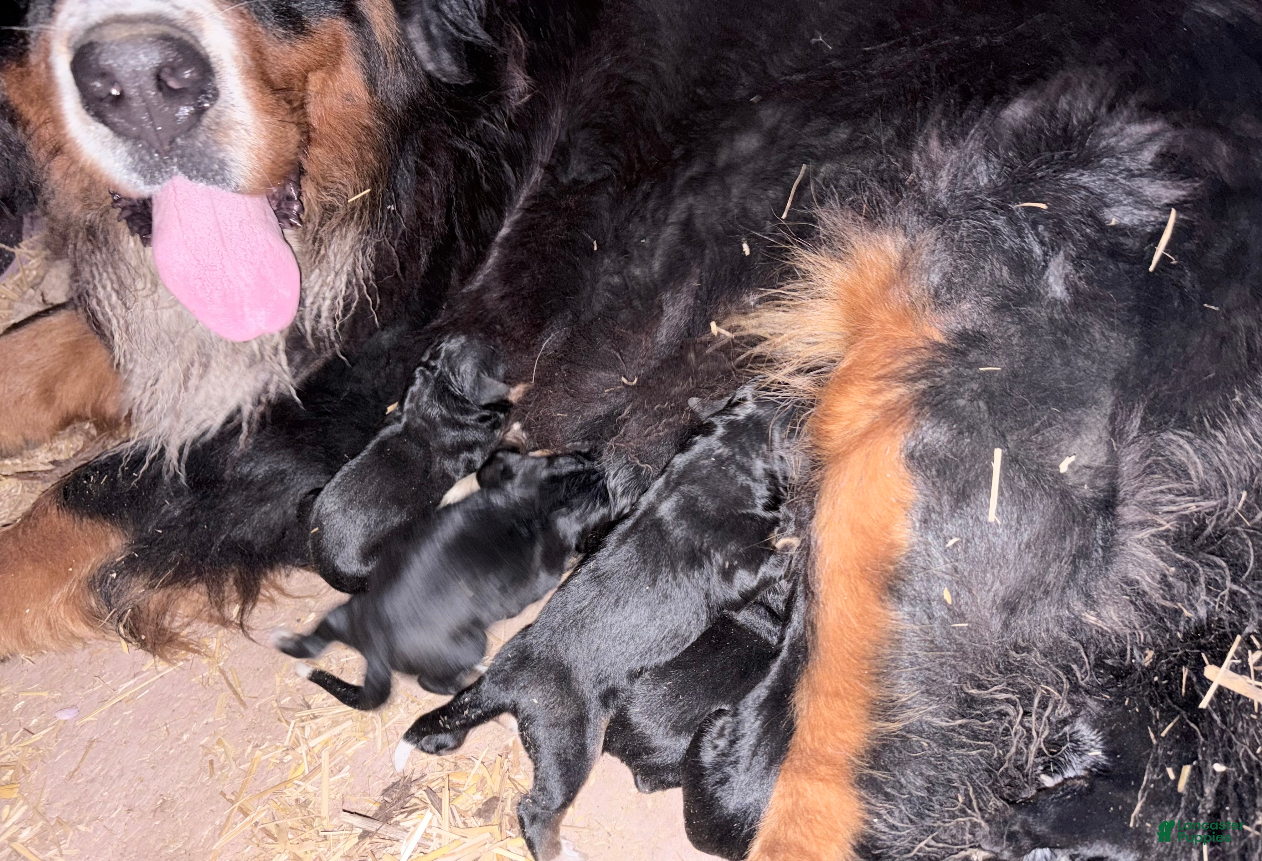 Bernese Mountain Dog dogs Bernese Mountain Dog Puppy 7 - Ad 2