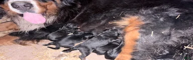 Bernese Mountain Dog Puppy 7