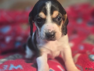 Beagle dogs Dill Queen Elizabeth Pocket Beagle - Ad 7