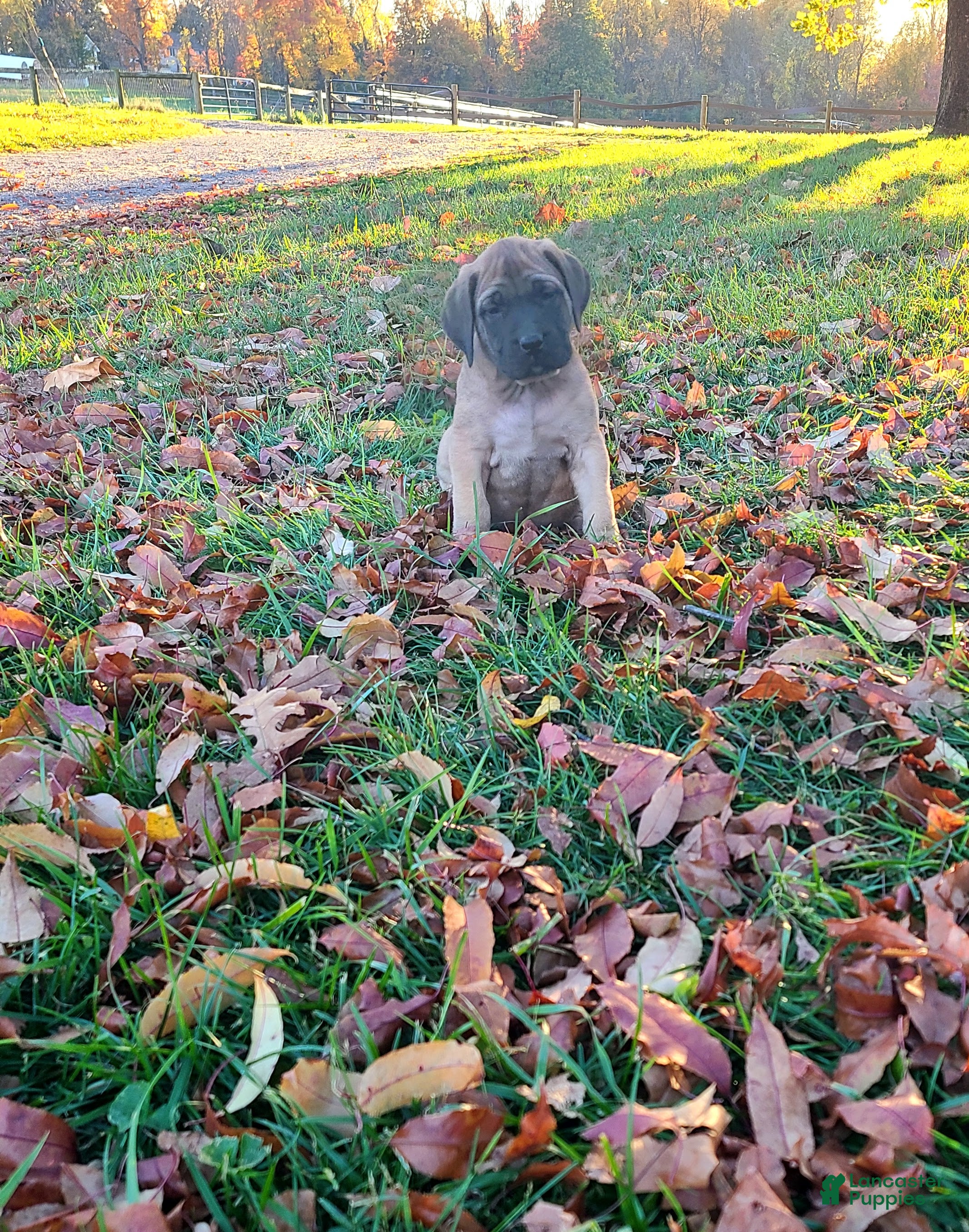 English Mastiff dogs for sale: Tucker - Ad 1