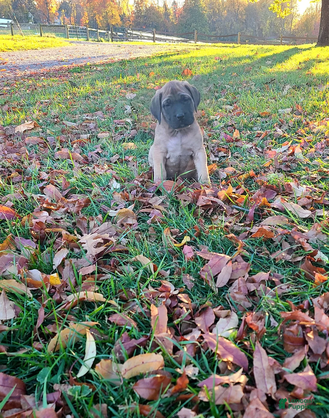 English Mastiff dogs for sale: Tucker - Ad 1