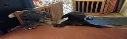 Cane Corso dogs for sale: Cane Corso Puppy 1 - Ad 12