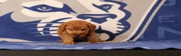 Mini Goldendoodle dogs for sale: Rose - Ad 3
