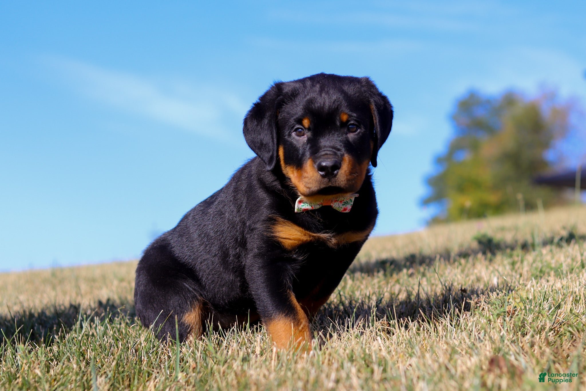 Kusa Registered Rottweiler Puppies For Sale South East Clearance