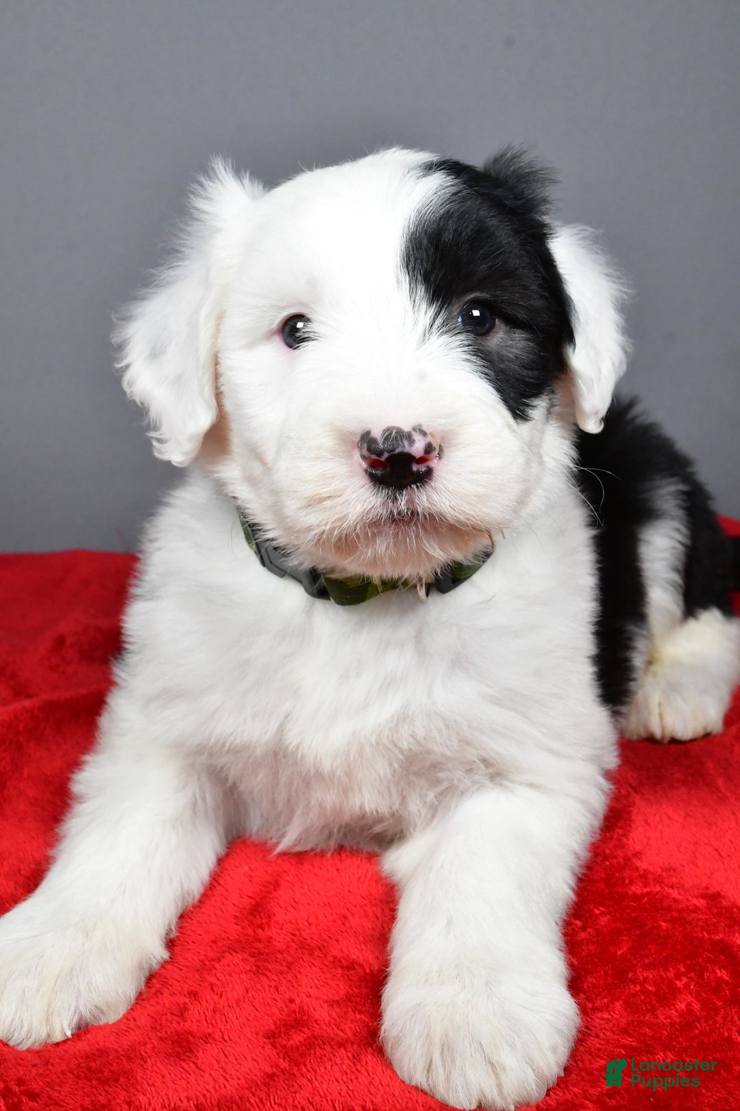 Old English Sheepdog dogs for sale: Crystal  - Ad 2