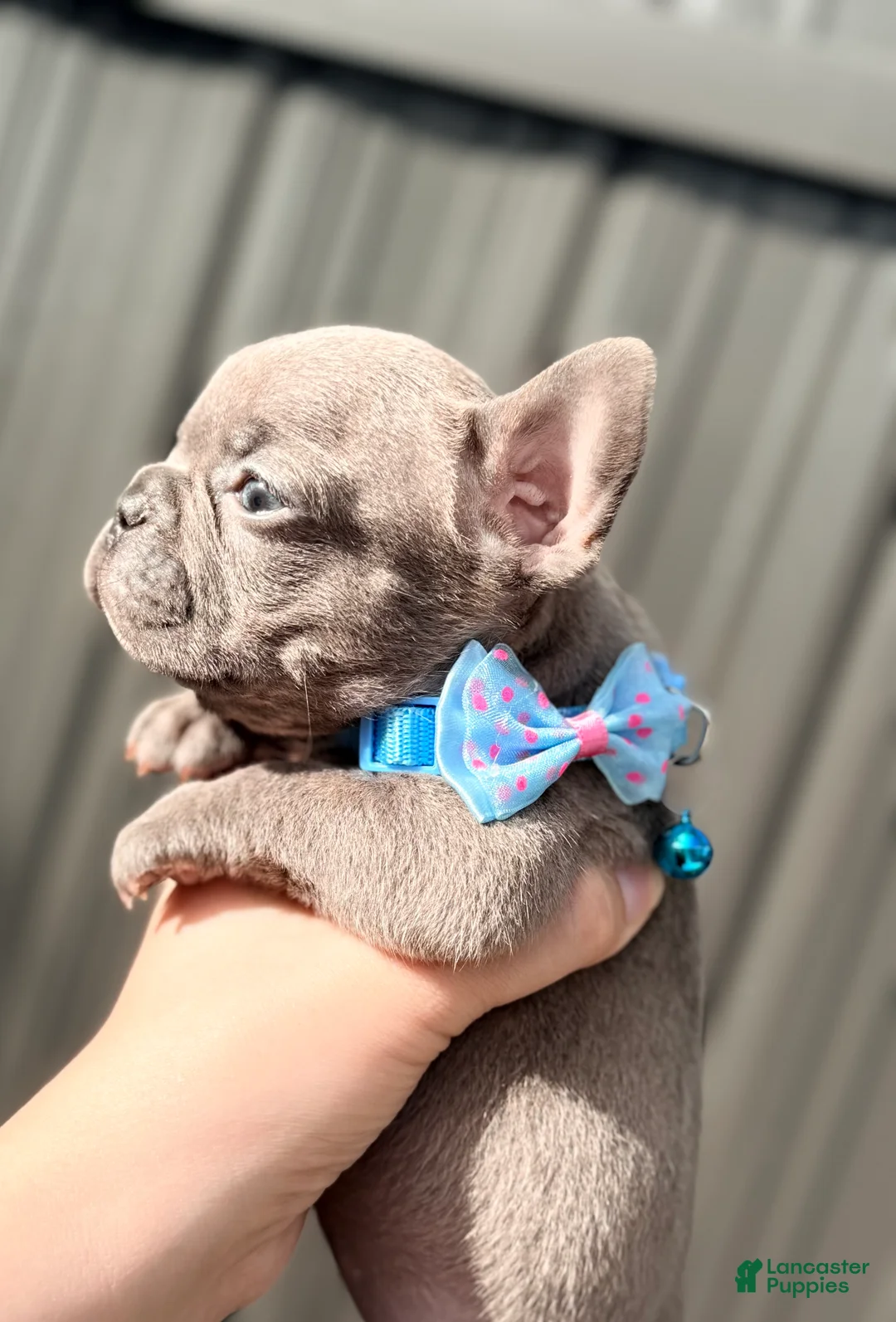 French Bulldog dogs for sale: Selene - Ad 2