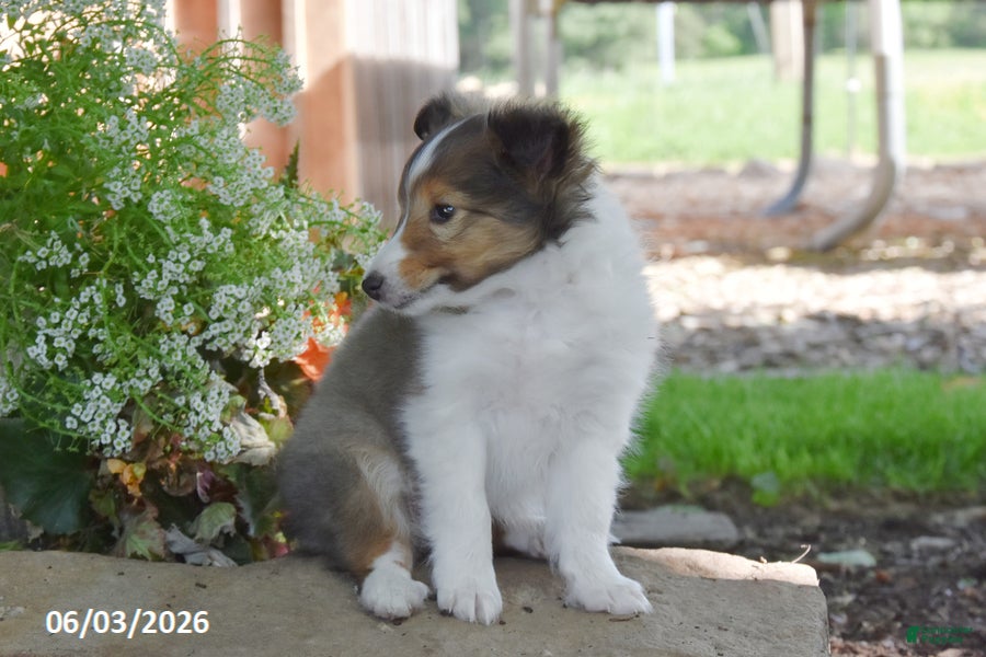 Shetland Sheepdog dogs for sale: Lollipop - Ad 3