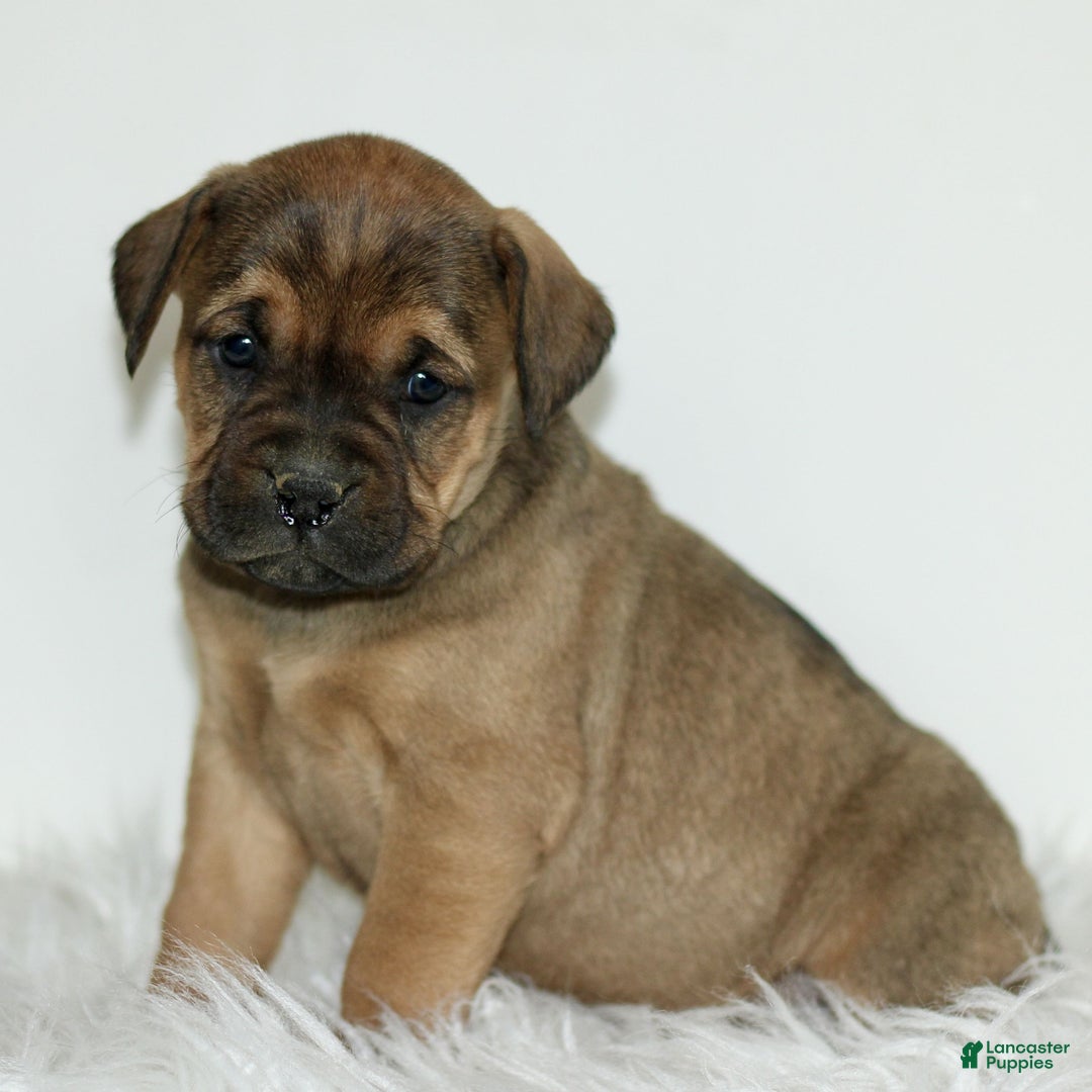 Mixed Breed dogs for sale: Daphne  - Ad 3