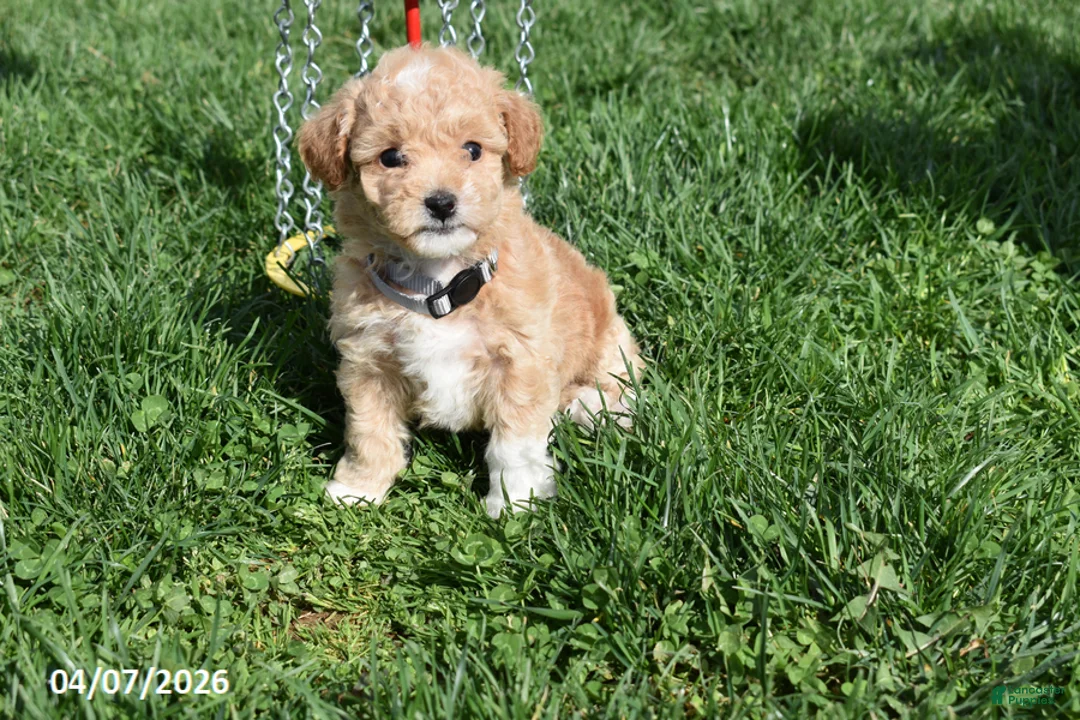 Bichpoo dogs for sale: Bethany - Ad 1