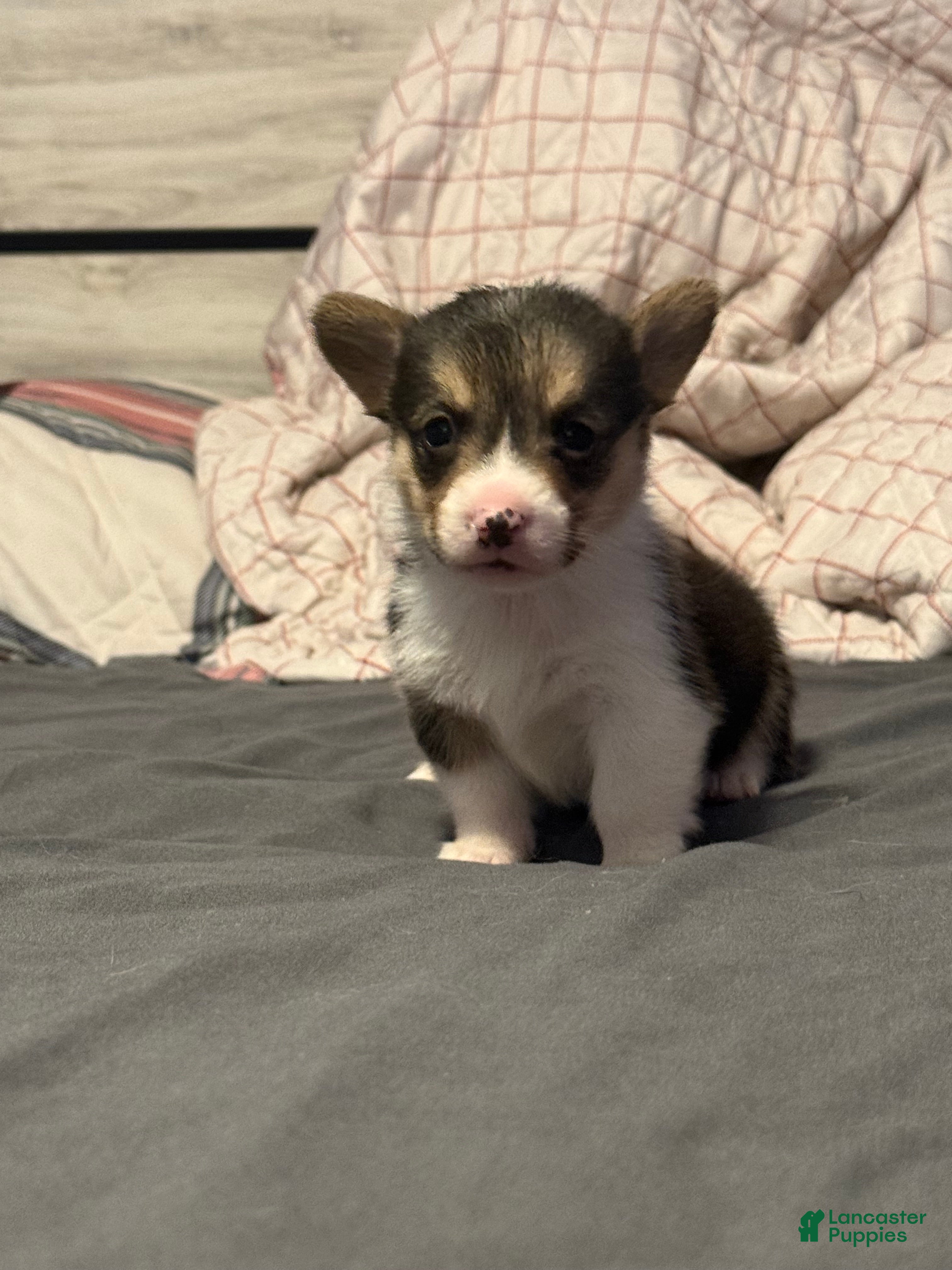 Welsh Corgi Pembroke dogs Welsh Corgi Pembroke Puppy 9 - Ad 3