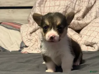 Welsh Corgi Pembroke dogs Welsh Corgi Pembroke Puppy 9 - Ad 3