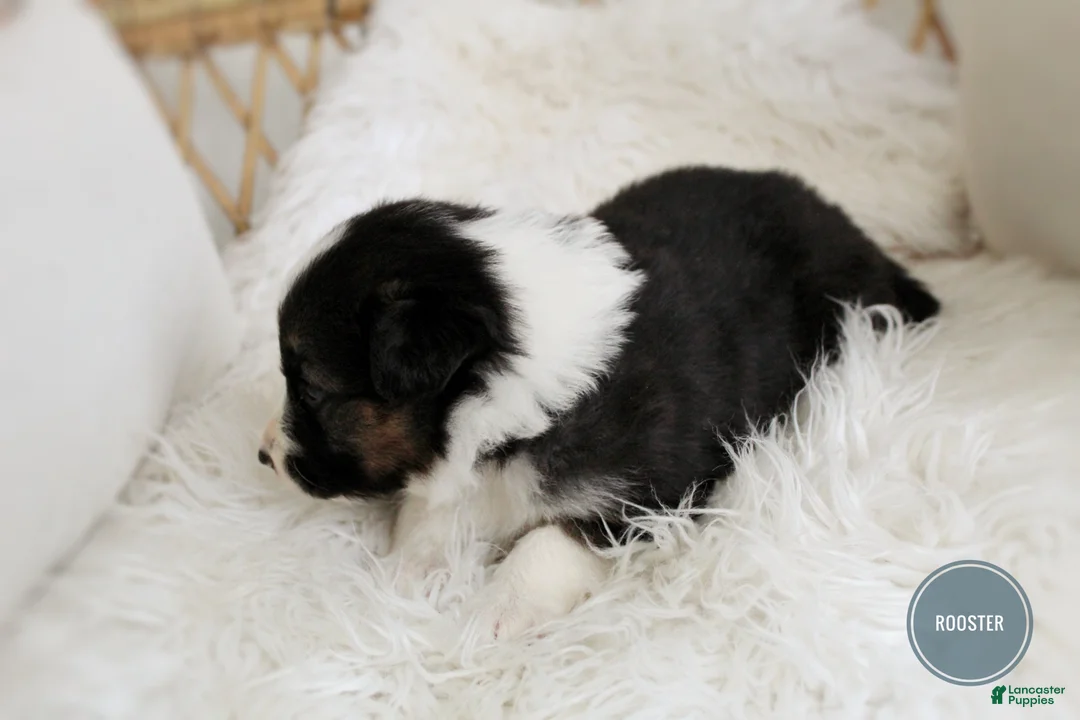 Mixed Breed dogs for sale: Rooster  - Ad 8