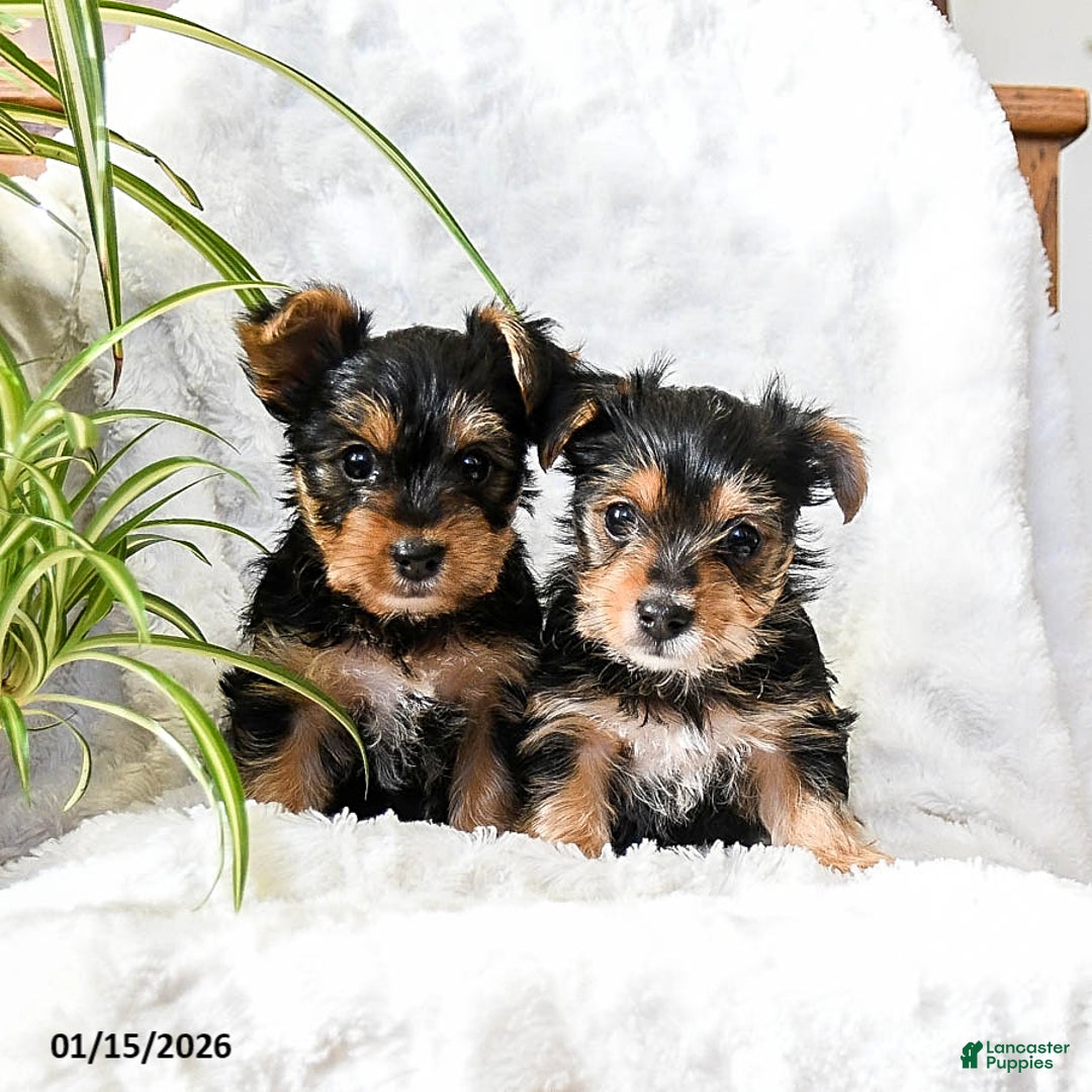 Yorkshire Terrier dogs for sale: Tootsie - Ad 3