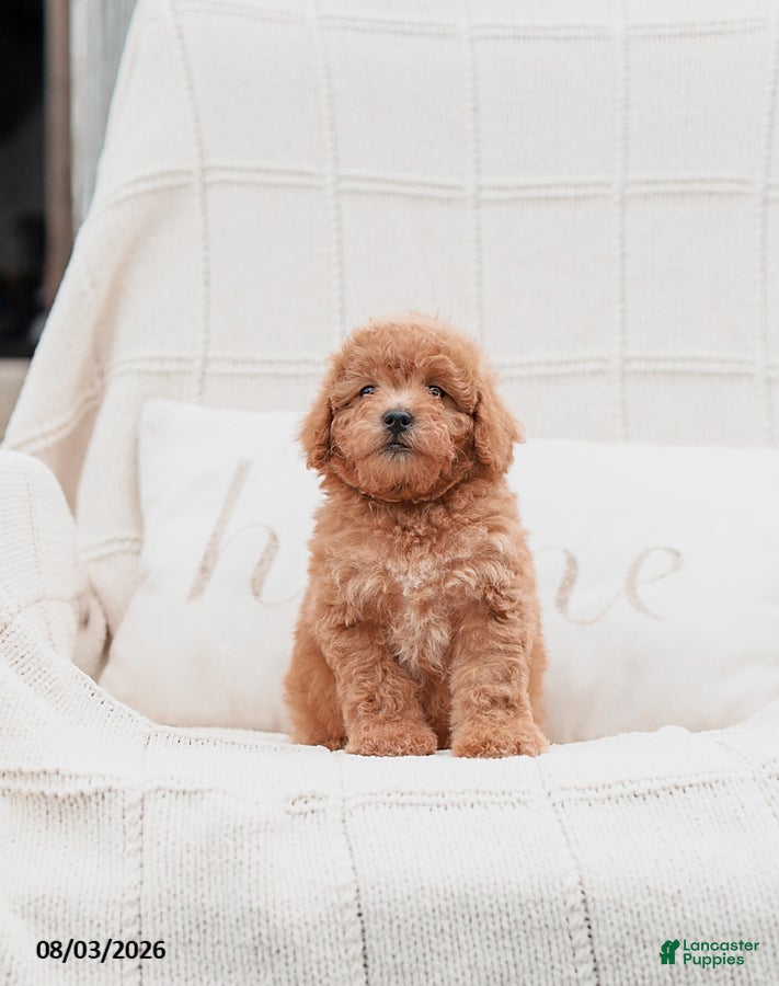 Miniature Poodle dogs Kersen - Ad 2