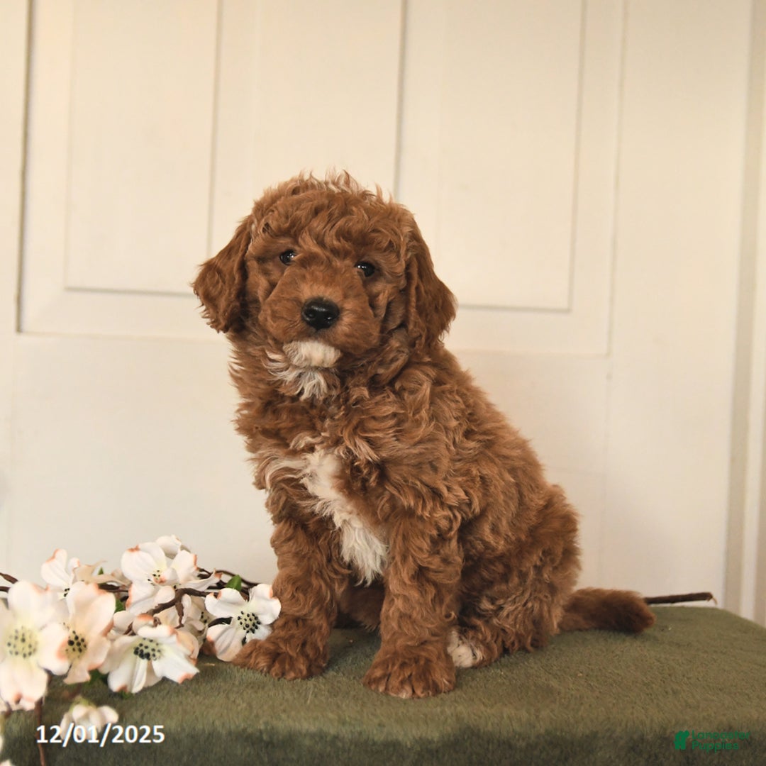 Mini Goldendoodle dogs for sale: Parsley - Ad 1