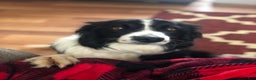 Border Collie dogs for sale: Female 3  - Ad 4