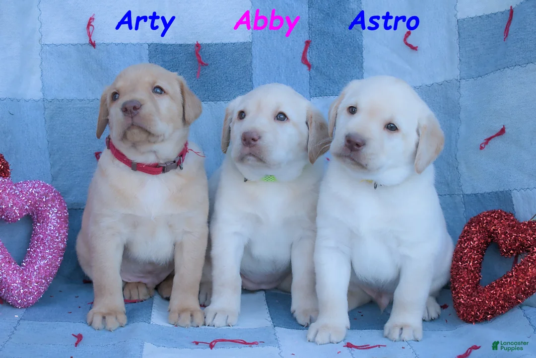 Labrador Retriever dogs for sale: Astro - Ad 5
