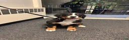 Bernese Mountain Dog dogs for sale: Bernese Mountain Dog 1 - Ad 4