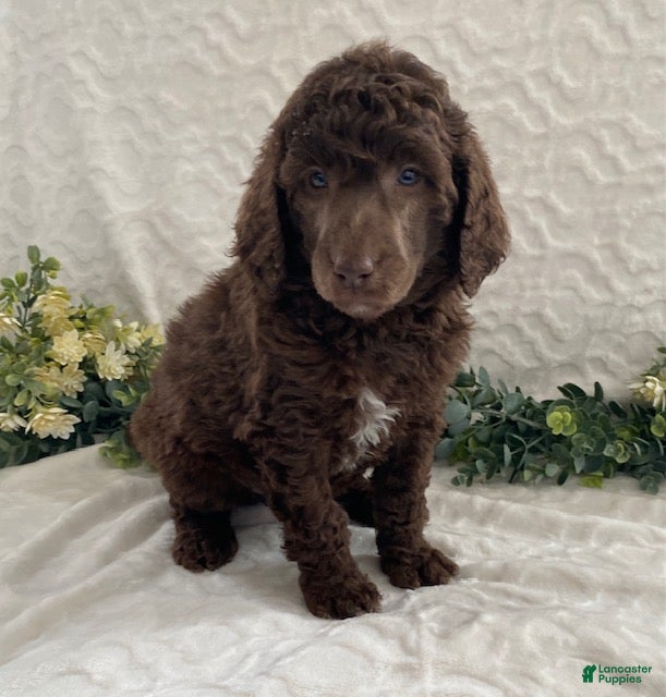 Standard Poodle dogs Krystal- genetic clear - Ad 2