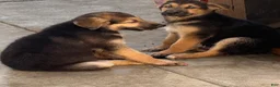 Gerberian Shepsky dogs for sale: Mila  - Ad 2