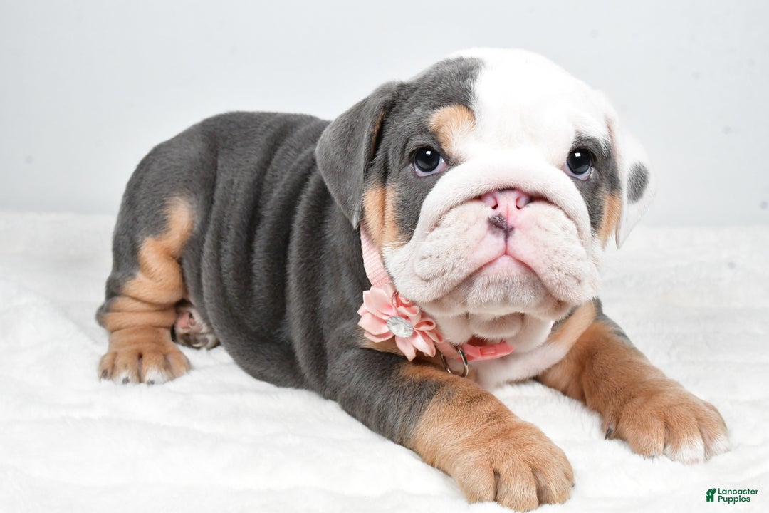 English Bulldog dogs for sale: Tonya - Ad 2