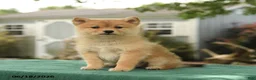 Pomsky dogs for sale: Kobey - Ad 1