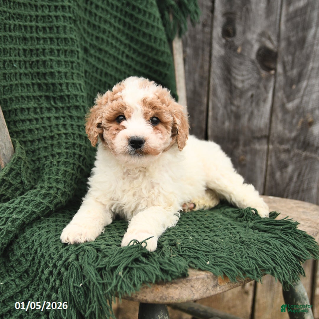 Mini Goldendoodle dogs for sale: Tanner - Ad 3