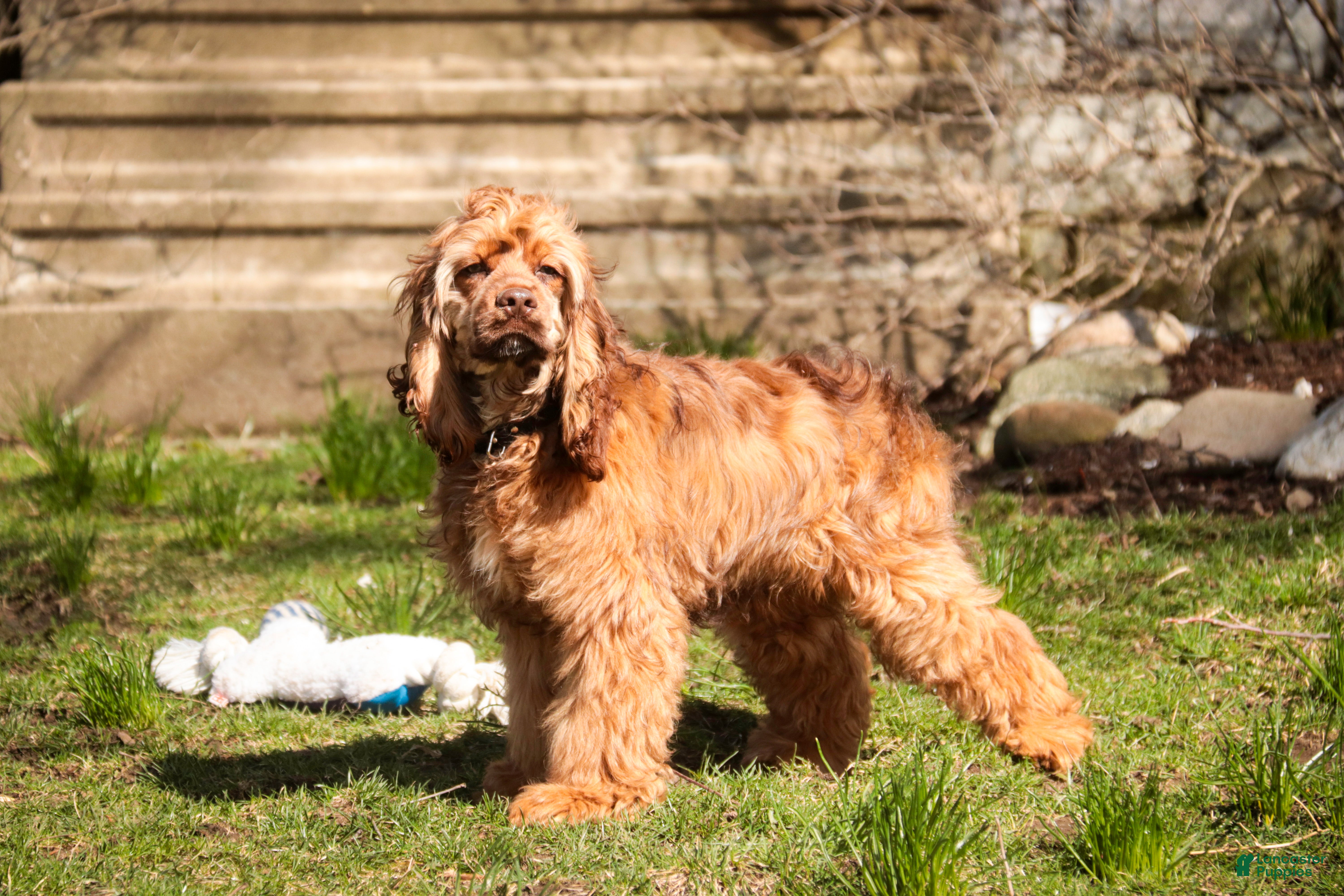 Cocker Spaniel dogs Archie - Ad 1