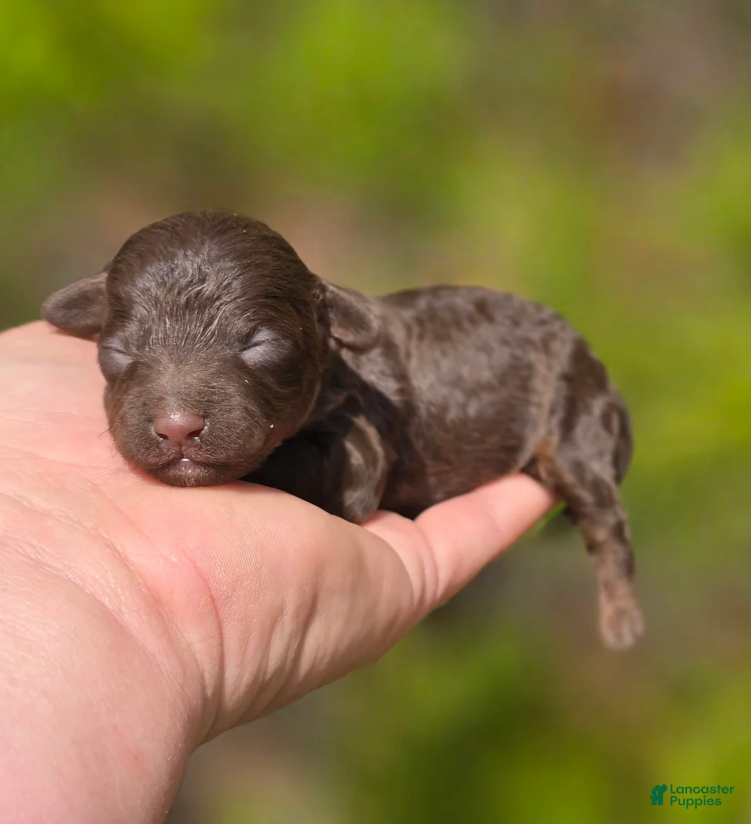 Maltipoo dogs for sale: Irish - Ad 1