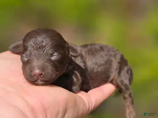 Maltipoo dogs Irish - Ad 41