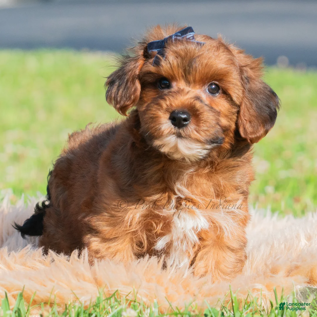 Yorkiepoo dogs for sale: Azrael - Ad 1
