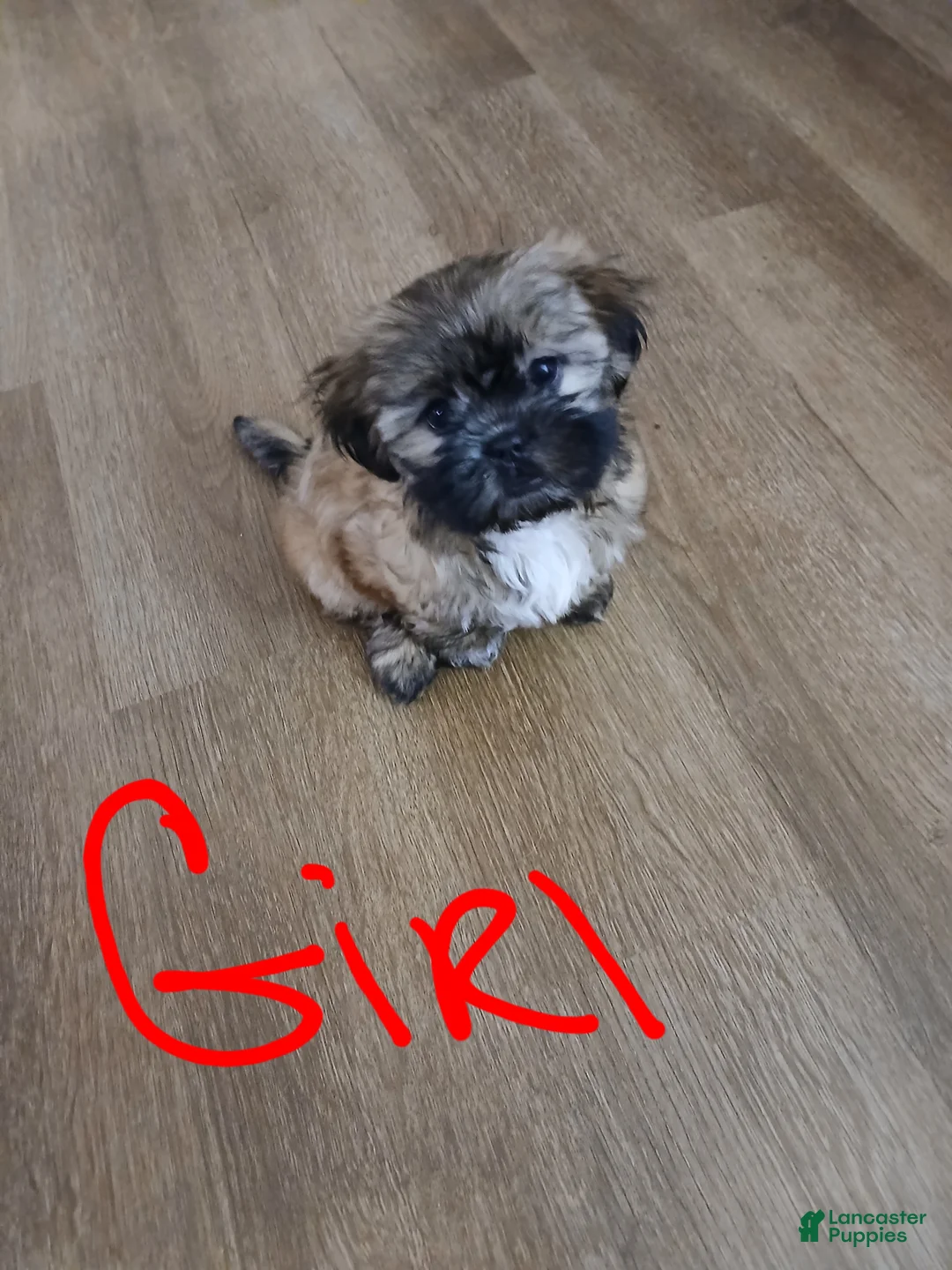 Shorkie dogs for sale: Shorkie Puppy 1 - Ad 6