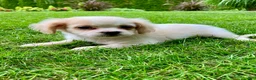 Shih Tzu dogs for sale: Hazel - Ad 5