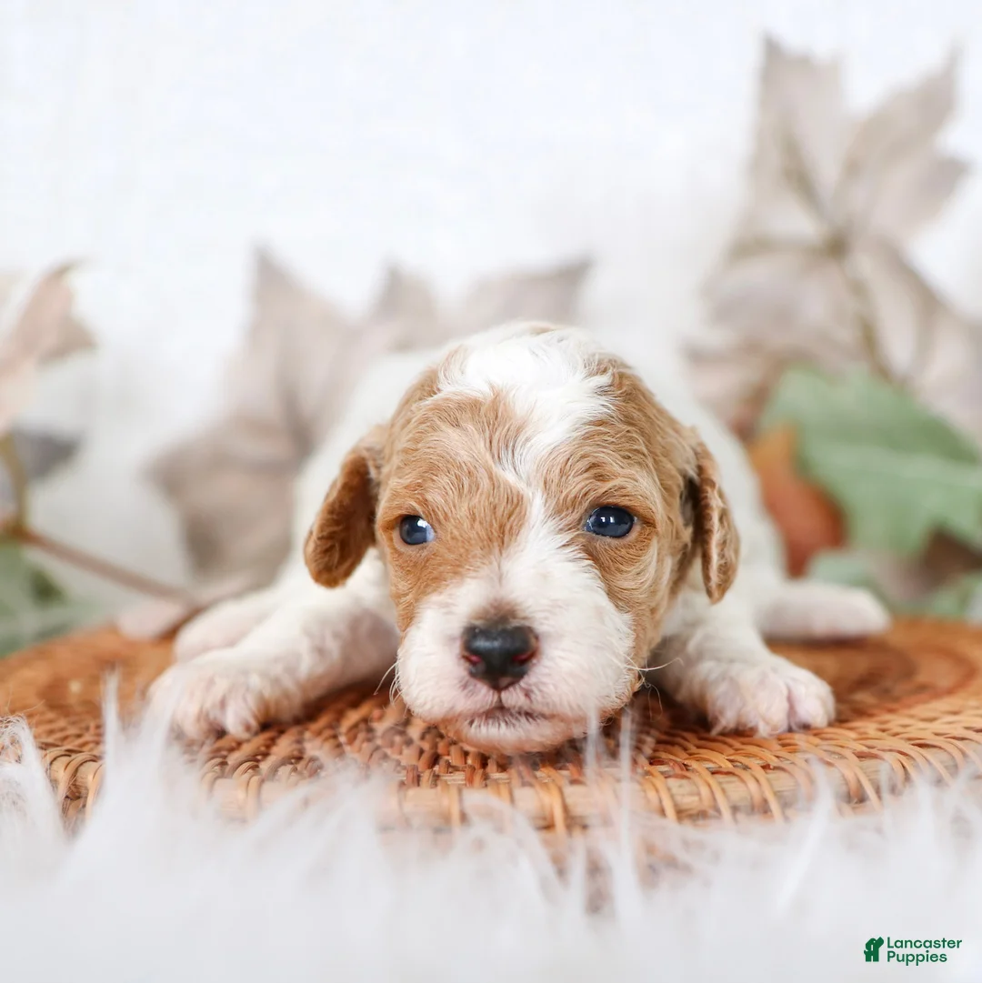 Cavapoo dogs for sale: Max Cavapoo  - Ad 3