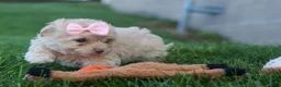 Havapoo dogs for sale: OREO - Ad 4