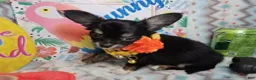 Chihuahua dogs for sale: ElRod [T-Cup] (tri LH) - Ad 4
