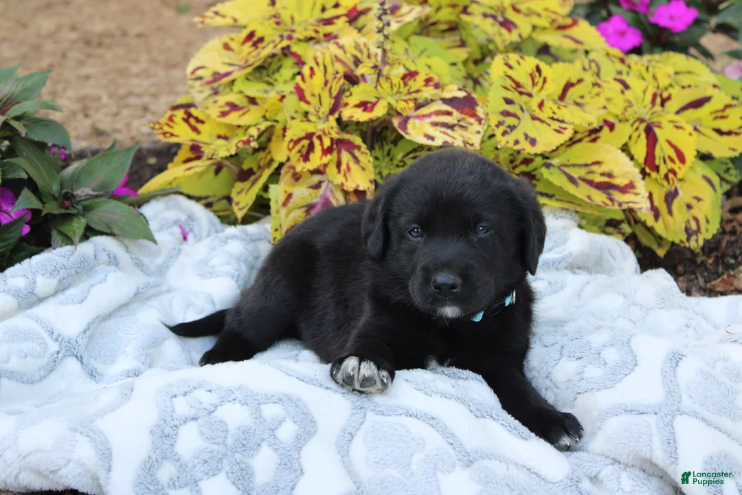 Labrador Retriever dogs for sale: Bennie - Ad 2