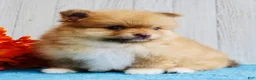 Pomeranian dogs for sale: Snickers - Ad 3
