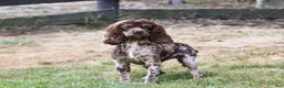 Cockapoo dogs for sale: Kobe - Ad 5