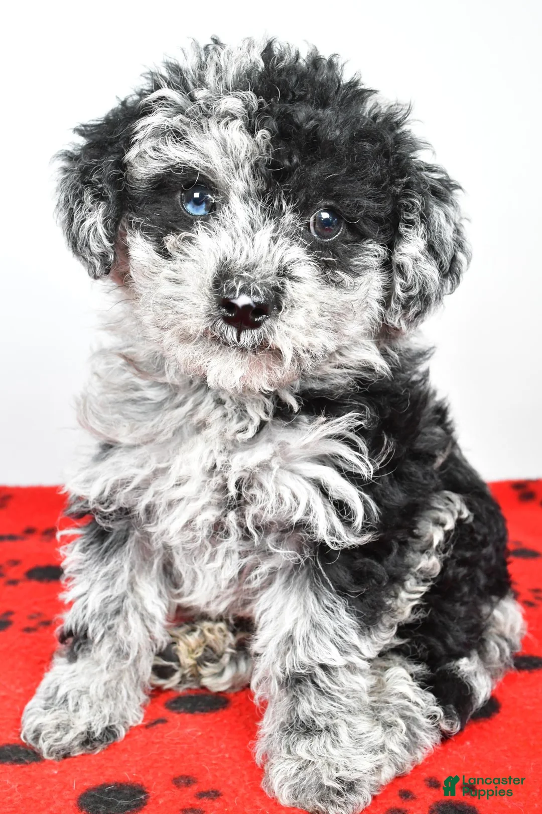 Yorkiepoo dogs for sale: Lane - Ad 2