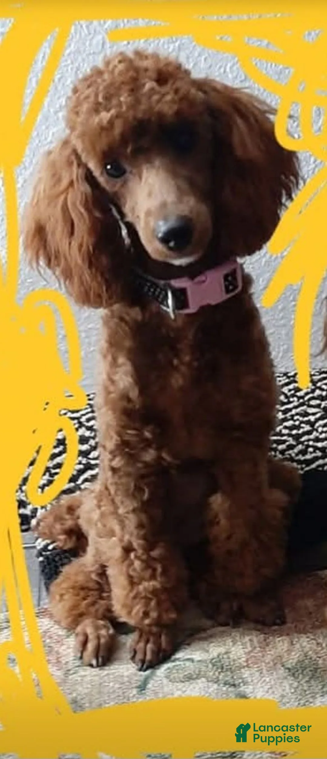 Toy Poodle dogs for sale: Toy Poodle Jewel - Ad 8