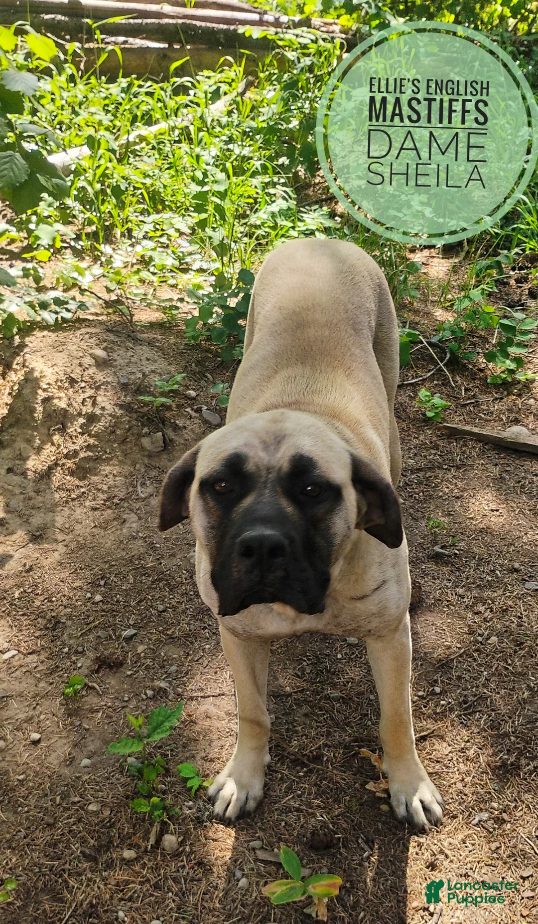 English Mastiff dogs for sale: English Mastiff Puppy 1 - Ad 4