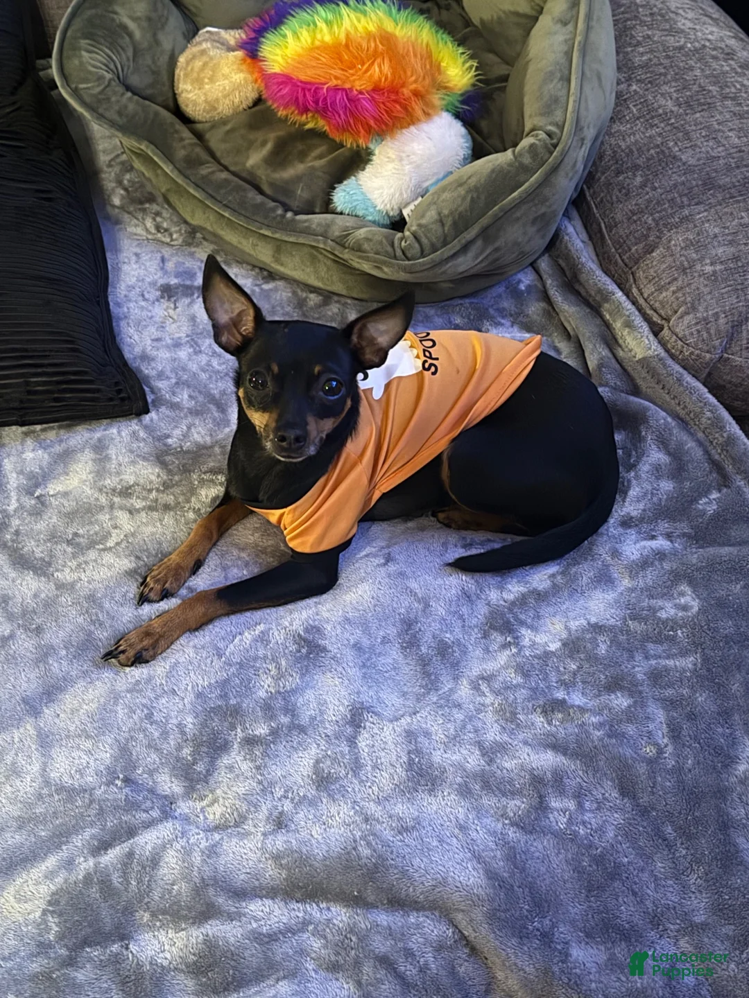 Chihuahua dogs for sale: Chihuahua 3 - Ad 2