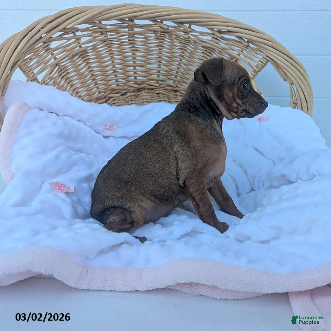 Miniature Pinscher dogs for sale: Mindy - Ad 3