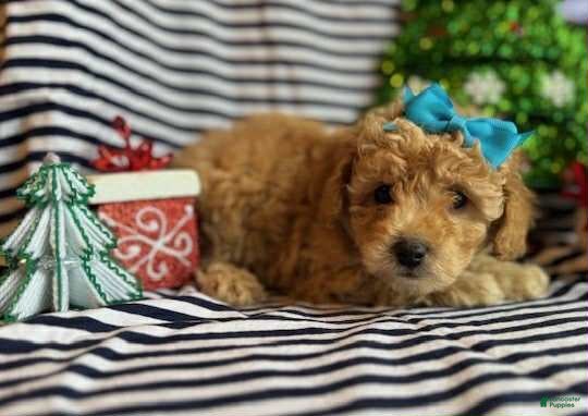 Toy Poodle dogs Jen - Ad 27